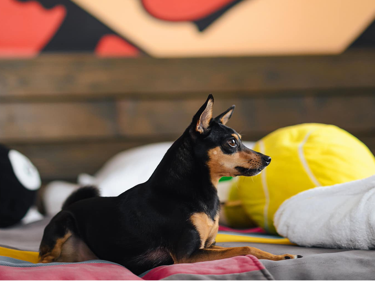 Dog