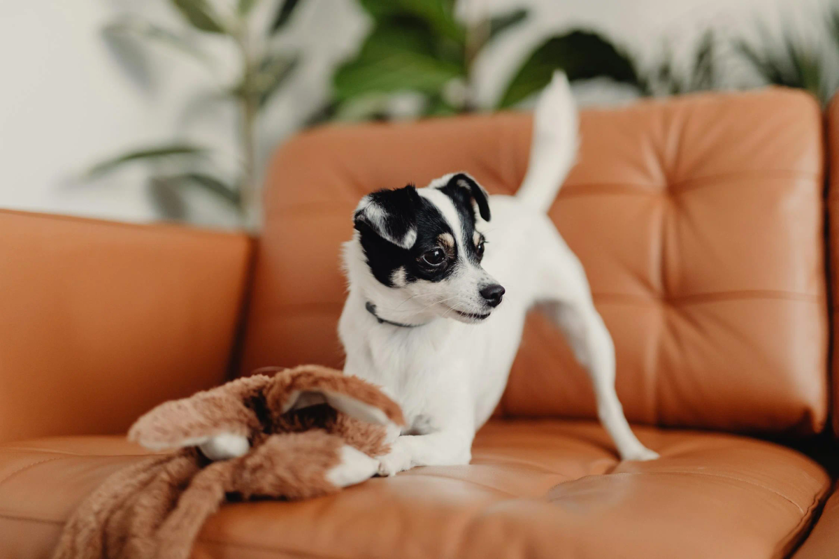 Dog